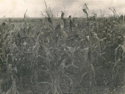  Кукурузное поле в колхозе Россия. 1960-е гг.