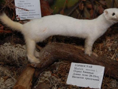 Чучело горностая mustela erminea. 2006 г. Автор -  Русских Н. И. (д. Кувакуш, Афанасьевский район). 