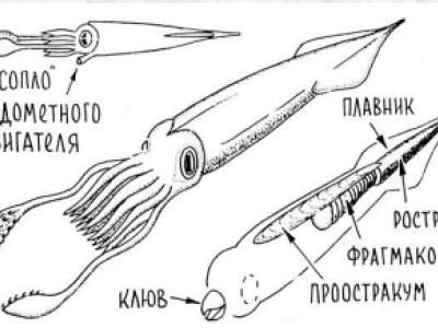 Схема строения Белемнита
