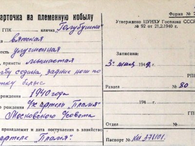Карточка на племенную кобылу «Голубушка».